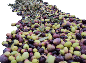 aceite de oliva como base de la dieta